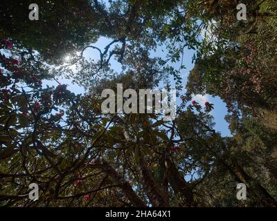 Primavera in Himalayas è il momento migliore per cercare fiore di rododendri alberi Foto Stock