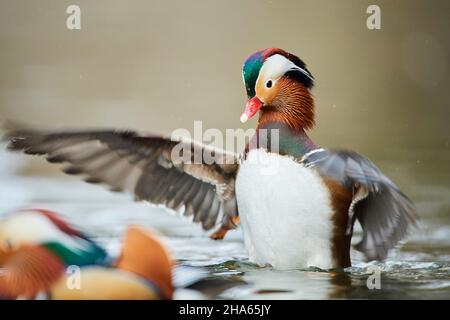 anatra mandarino (aix galericulata), gira su un lago, baviera, germania Foto Stock