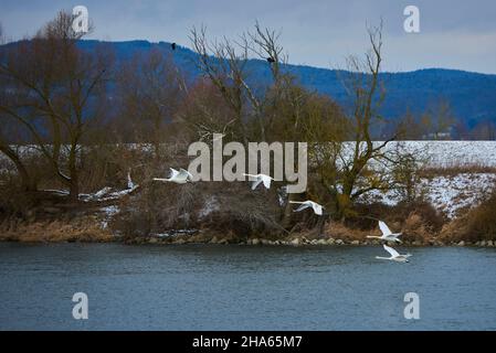 mute cigno (cygnus olor), baviera, volare sul danubio, germania Foto Stock