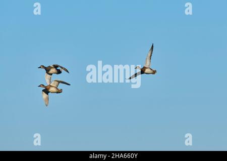 comune teal o guerriero (anas crecca), uccelli femmine adulti in volo, baviera, germania Foto Stock