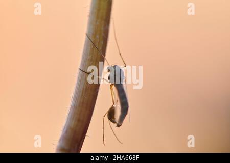 predator volare (asilus rufibarbis) si trova su ramo asciutto, byern, germania Foto Stock
