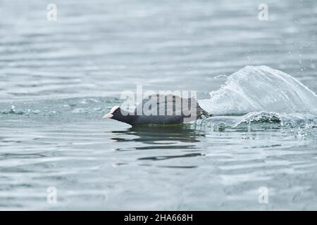 coot o coot (fulica atra) su un lago, baviera, germania Foto Stock