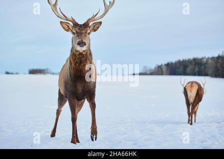 cervi rossi (cervus elaphus),bavaglio,inverno,schiarimento,frontale,stand,telecamera di sguardo Foto Stock