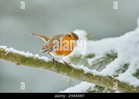 rapina europea (erithacus rubecula) seduta su un ramo, baviera, germania Foto Stock