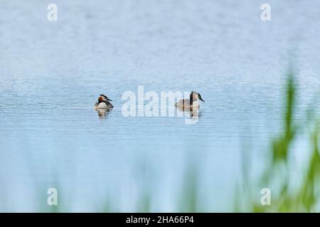 grande crosted grebe (podiceps cristatus) in magnifico vestito nuoto su un lago, baviera, germania Foto Stock