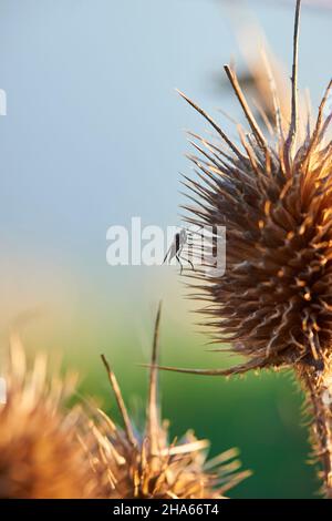 predator vola (asilus rufibarbis) su una teasella selvatica (dipsacus fullonum), baviera, germania Foto Stock