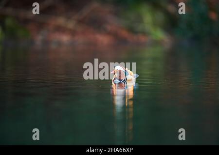 anatra mandarino (aix galericulata), nuota su un lago, baviera, germania Foto Stock