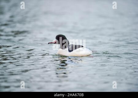 goosander (mergus merganser), nuoto femminile su un lago, baviera, germania Foto Stock