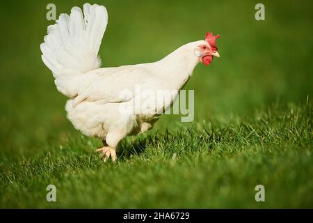 pollo domestico (gallus gallus domesticus), gallina, fattoria, campo libero, prato, in piedi Foto Stock