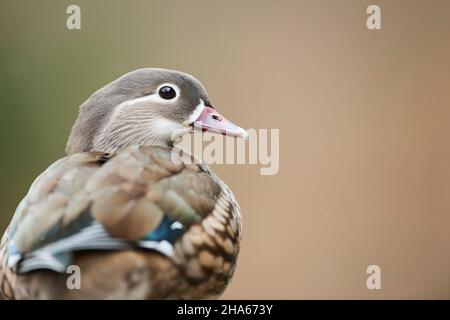 anatra mandarino (aix galericulata),femmina,ritratto,baviera,germania Foto Stock