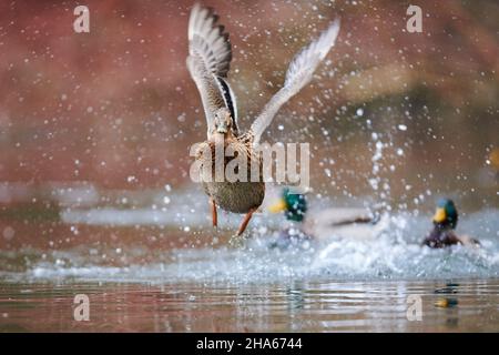 mallard (anas platyrhynchos), femmina, decollo da un lago, baviera, germania Foto Stock