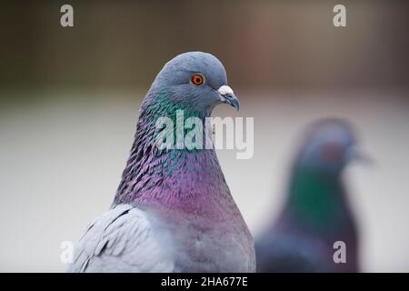 piccione ferale o piccione cittadino (columba livia domestica), ritratto, baviera, germania Foto Stock