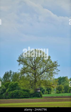 aspen alberi (populus tremula) in primavera di fronte a una parete scura di nuvole, baviera, germania Foto Stock