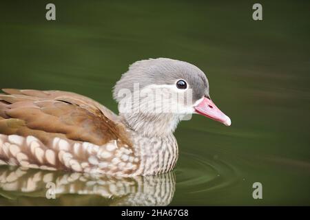 anatra mandarino (aix galericulata), nuota in un lago, femmina, baviera, germania Foto Stock