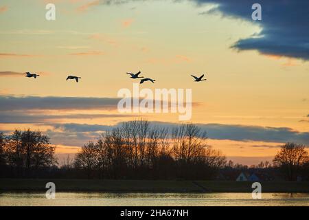 cigni muti (cygnus olor),in volo,baviera,germania Foto Stock