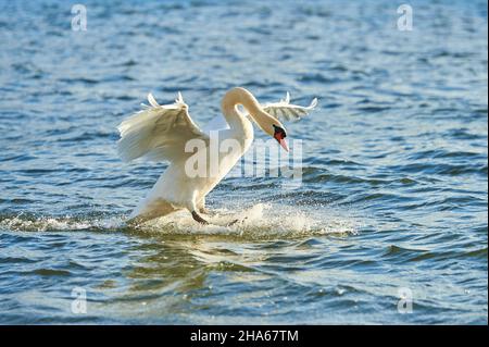 mute cigno (cygnus olor), terra, baviera, germania Foto Stock