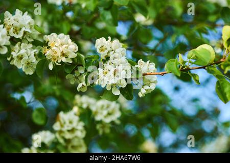 cultura pera (pyrus communis), fioritura, baviera, germania Foto Stock
