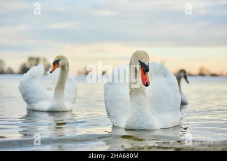 cigni muti (cygnus olor),nuoto,baviera,germania Foto Stock