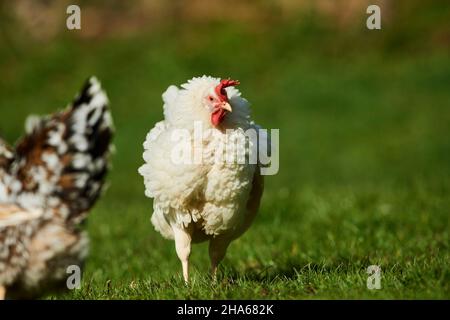 pollo domestico (gallus gallus domesticus), gallina, fattoria, campo libero, prato, in piedi Foto Stock