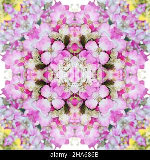 mandala,fiori,composizione Foto Stock