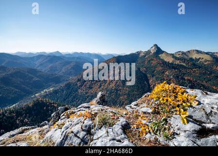 foglie di autunno gialle (piantine di faggio) sulla cima del leonhardstein di fronte alle montagne boscose e colline delle prealpi bavaresi in una giornata di autunno soleggiato. montagne di mangrall, baviera, germania, europa Foto Stock