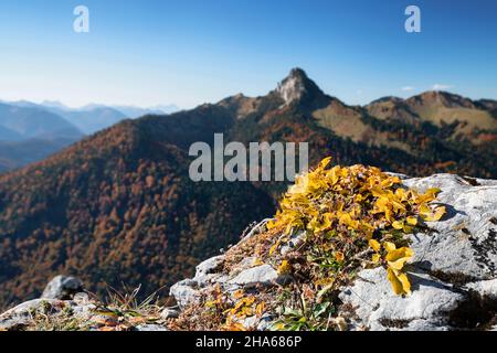 foglie di autunno gialle (piantine di faggio) sulla cima del leonhardstein di fronte alle montagne boscose e colline delle prealpi bavaresi in una giornata di autunno soleggiato. montagne di mangrall, baviera, germania, europa Foto Stock