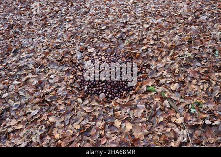 Haufen Rosskastanien im Wald zur Wildfütterung Foto Stock