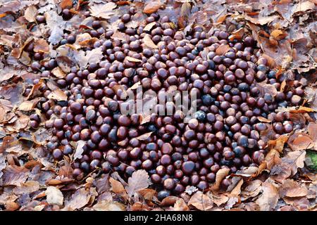 Haufen Rosskastanien im Wald zur Wildfütterung Foto Stock