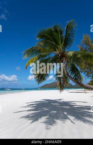 Palm Tree Cote D'or Beach Anse Volbert Praslin Seychelles Foto Stock