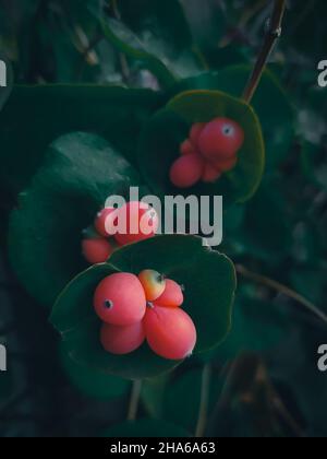 Frutti d'arancia di miele decorativo su sfondo scuro di foglie Foto Stock