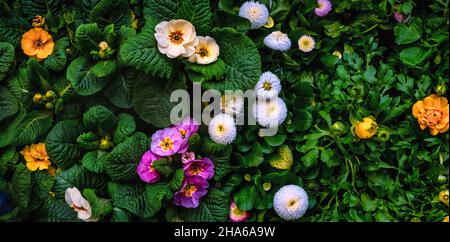 Primrose Primula vulgaris fiore. Giardino di campagna multicolore Primula Foto Stock