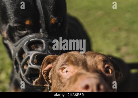 Cani che giocano felicemente nel parco. Foto Stock