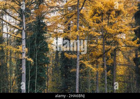 Larici (Larix decidua) con fogliame autunnale deciduo giallo Foto Stock