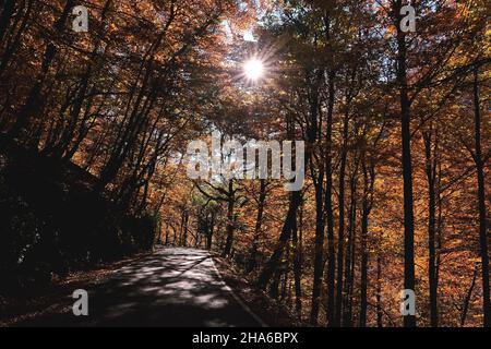 Strada in autunnale Mata da Albergaria, foglia larga temperata e foresta mista nel Parco Nazionale Peneda-Gerês, Portogallo Foto Stock