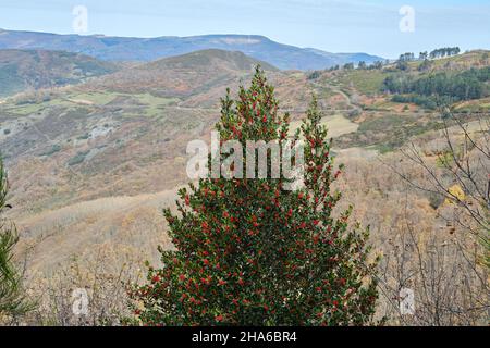 Holly europeo (Ilex aquifolium) carico di drupi rossi nelle montagne del Courel Foto Stock