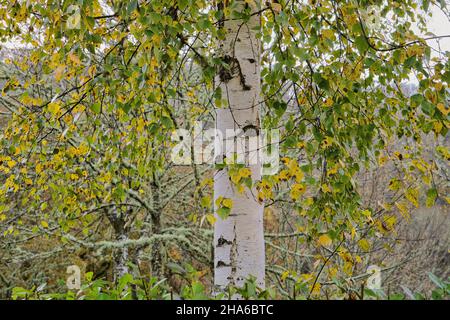 Betula pubescens o Betula alba albero deciduo europeo di betulla bianca con fogliame autunnale Foto Stock