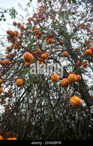 Albero Diospyros kaki carico di frutta matura al persimmon Foto Stock