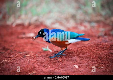 Superba stella o superbus Spreo (superbus Lamprotornis) su un terreno rosso brillante Foto Stock