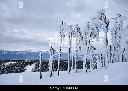 Damaged trees after a snow storm in the mountain Foto Stock