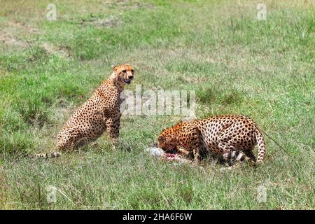 Due ghepardi (Acinonyx jubatus) che mangiano un'antilope in un'erba verde Foto Stock