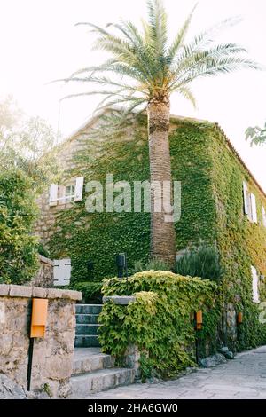 Grande palma datata vicino ad una casa di pietra intrecciata con edera Foto Stock