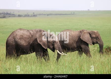 Elefanti del cespuglio africano (Loxodonta africana) in un'erba verde alta Foto Stock