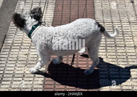 piccolo cane con macchie bianche e nere Foto Stock