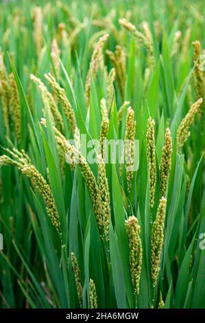 Dettagli ravvicinati delle orecchie di riso giallo verde quasi mature coltivate in un risone prima della stagione di raccolta in un terreno agricolo Foto Stock