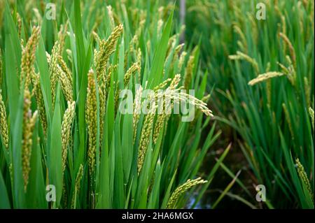 Dettagli ravvicinati delle orecchie di riso giallo verde quasi mature coltivate in un risone prima della stagione di raccolta in un terreno agricolo Foto Stock