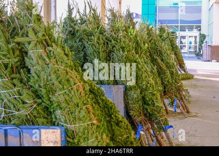 Alberi di Natale in mostra in un supermercato Foto Stock