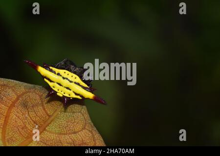 Ragno tessitore di orbo giallo spinoso in piedi sulla punta marrone della foglia con sfondo sfocato. Sturi di Gasteracantha. Foto Stock