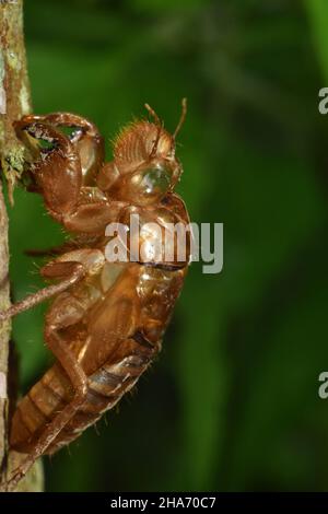 Primo piano foto di cicada exuviae. Esoscheletro. Pelle di insetto vuota. Foto Stock