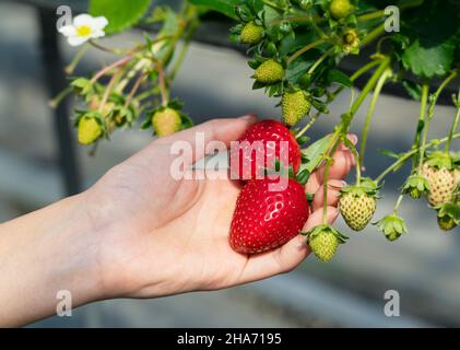 Mano di una donna con fragole coltivate in una serra di plastica in modo idroponico. Immagine della raccolta delle fragole, della raccolta delle fragole, ecc. Foto Stock