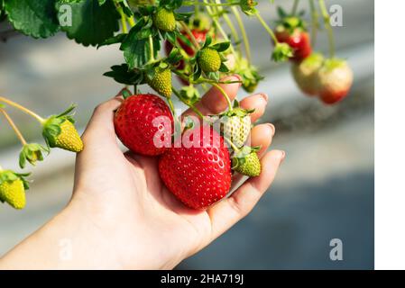 Mano di una donna con fragole coltivate in una serra di plastica in modo idroponico. Immagine della raccolta delle fragole, della raccolta delle fragole, ecc. Foto Stock